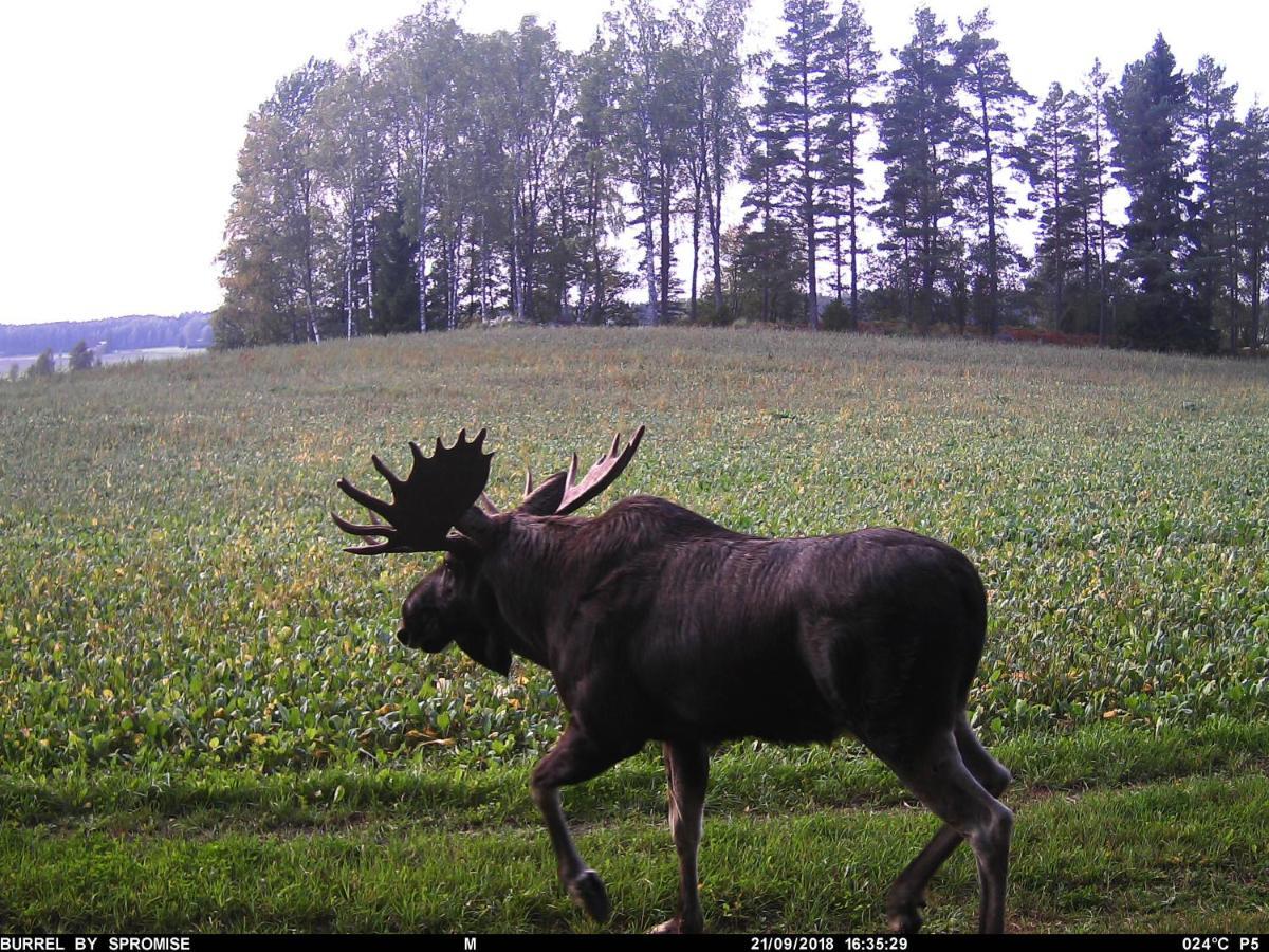 Villa Skogsbacka Raseborg Dış mekan fotoğraf